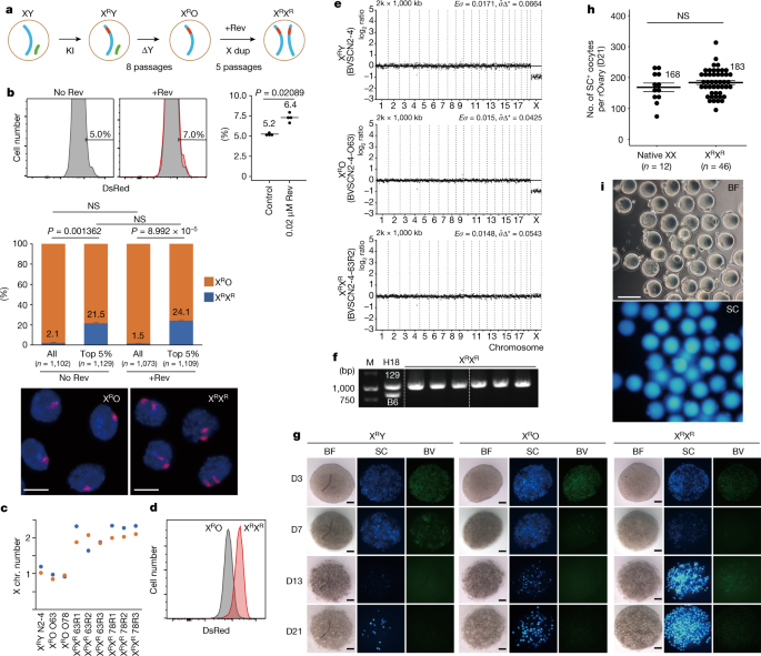 Sex chromosome disorders severely compromise gametogenesis in both males and females. In oogenesis, the presence of an additional Y chromosome or the 