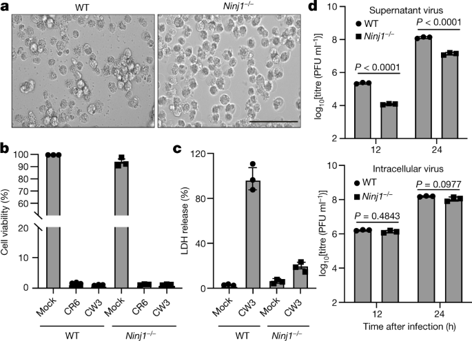 Norovirus MLKL-like protein initiates cell death to induce viral 