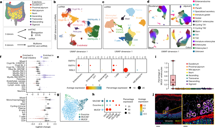 Organization of the human intestine at single-cell resolution | Nature