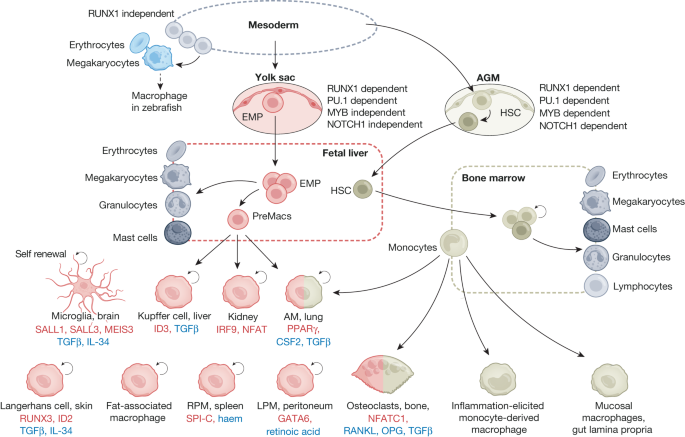 Physiology and diseases of tissue-resident macrophages - Vimarsana News