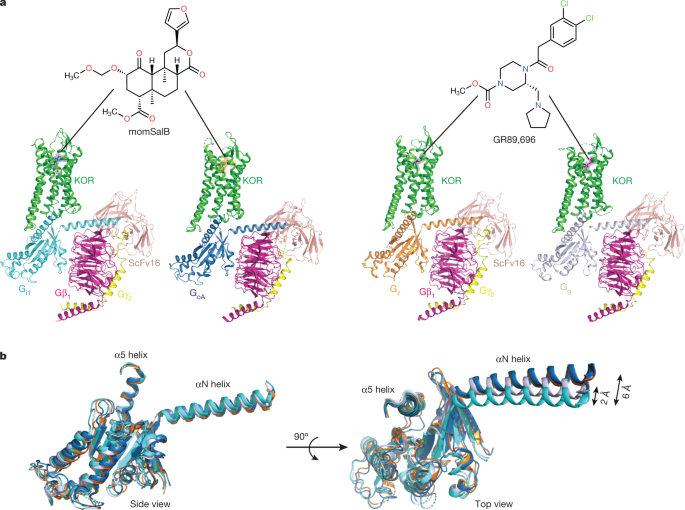 Ligand and g-protein selectivity in the κ-opioid receptor