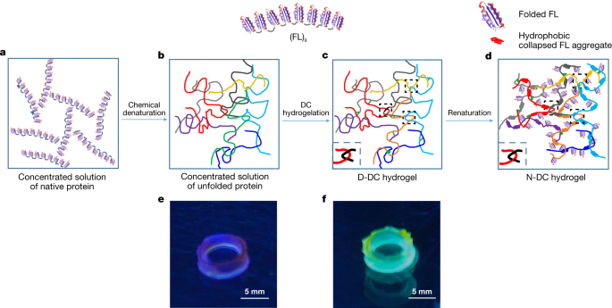 Cartilage-like protein hydrogels engineered via entanglement - Vimarsana News