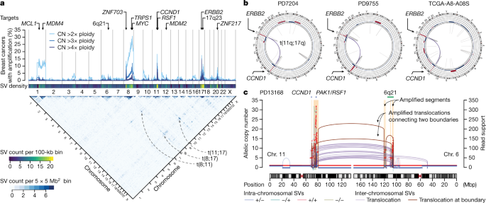ERα-associated translocations underlie oncogene amplifications in ... - Nature.com