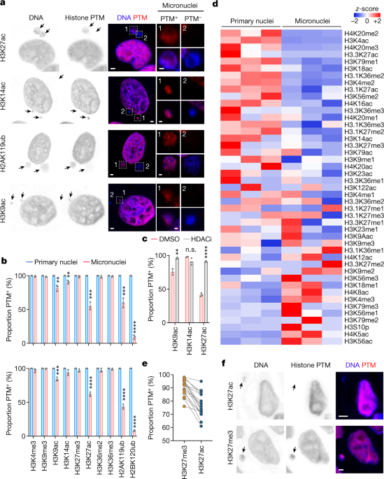 Epigenetic dysregulation from chromosomal transit in micronuclei - Nature.com