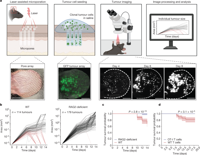 In situ tumour arrays reveal early environmental control of cancer immunity
