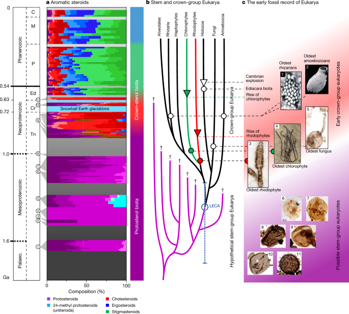 Lost world of complex life and the late rise of the eukaryotic crown
