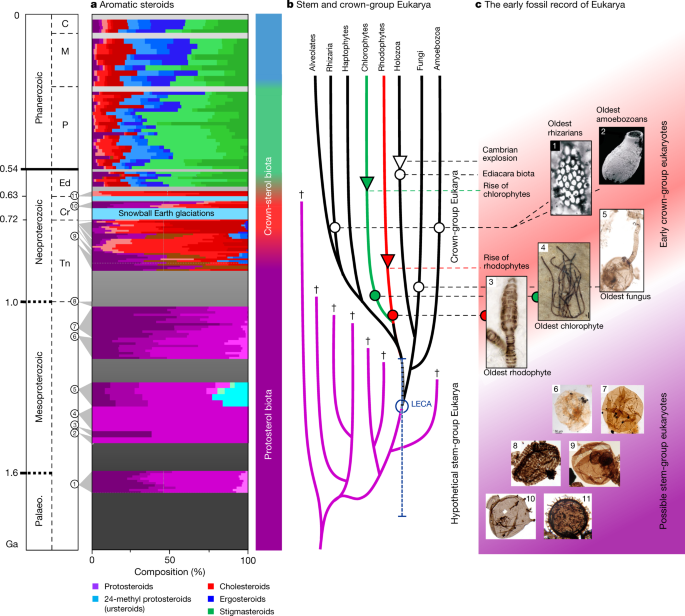 Lost world of complex life and the late rise of the eukaryotic