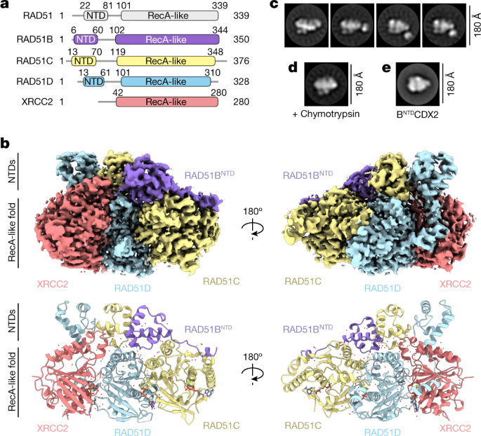 Structure and function of the RAD51B–RAD51C–RAD51D–XRCC2 tumour suppressor - Vimarsana News