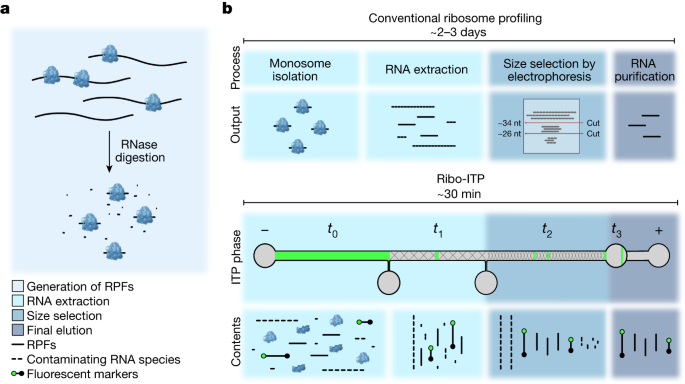 Single-cell quantification of ribosome occupancy in early mouse development - Vimarsana News