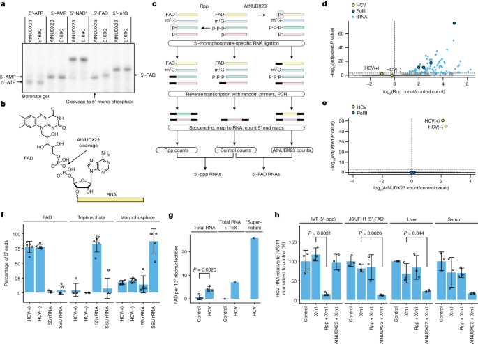 hepatitis c viral rna genotype lipa Hepatitis C virus RNA is 5′-capped with flavin adenine dinucleotide