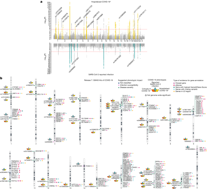 A second update on mapping the human genetic architecture of COVID-19 |  Nature