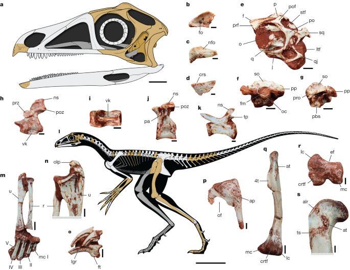 Size range of ten genera of pterosaurs used in this study with