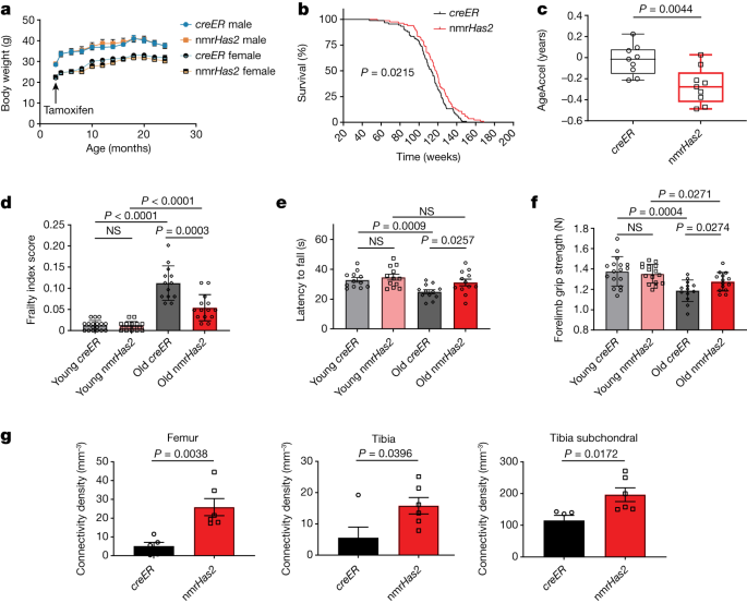 Longevity gene from naked mole rats extends lifespan of mice : News Center