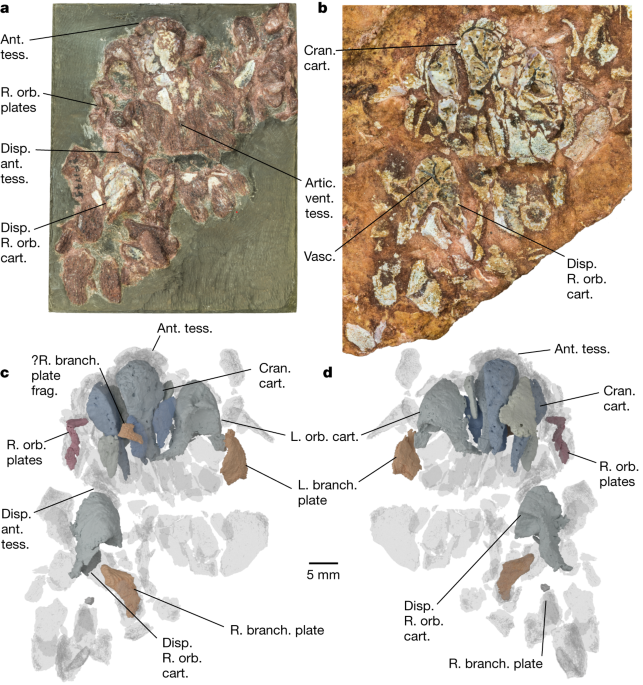 The oldest three-dimensionally preserved vertebrate neurocranium 