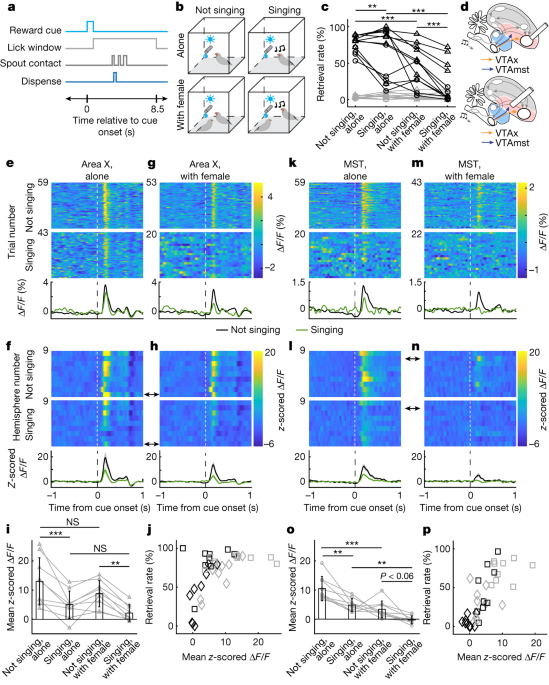 Dopaminergic error signals retune to social feedback during