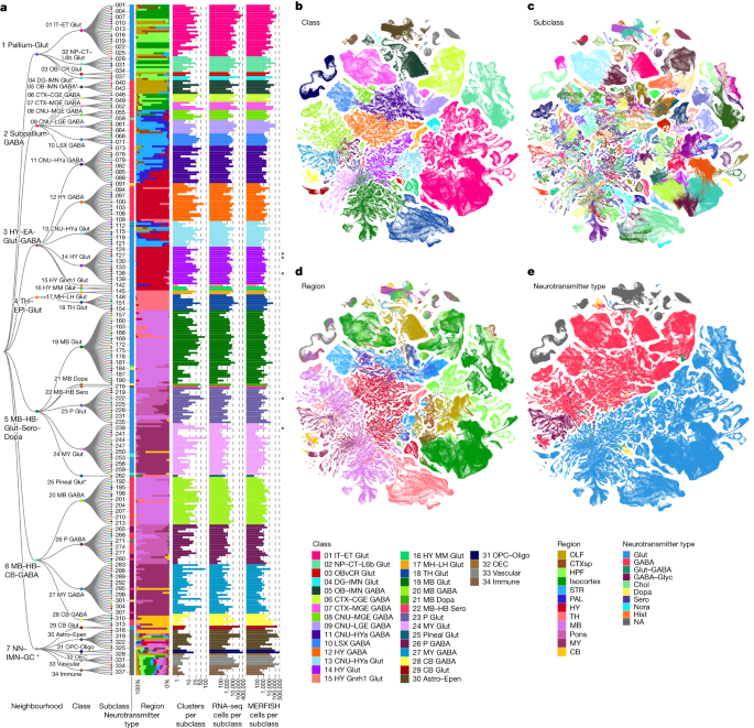 A high-resolution transcriptomic and spatial atlas of cell types in the  whole mouse brain