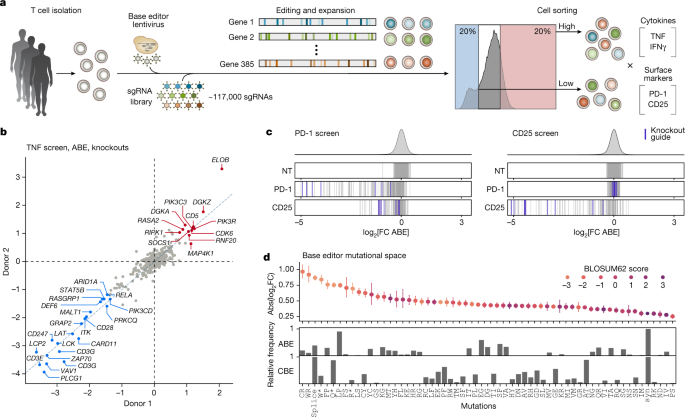 Assigning functionality to cysteines by base editing of cancer