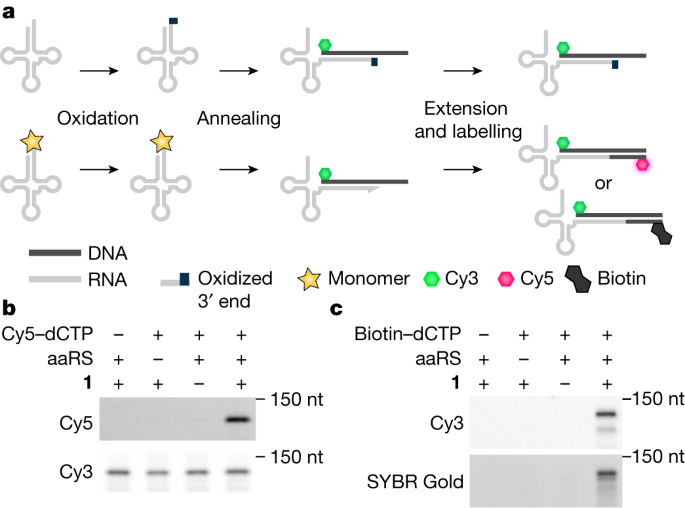 adding-disubstituted-and-linked-monomers-to-the-genetic-code-of-an-organism-nature