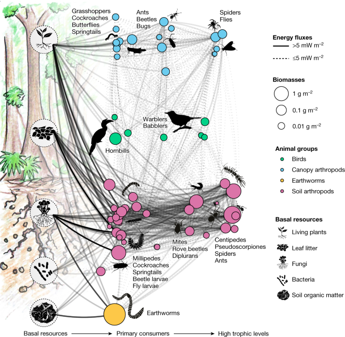                               Nature                          volume  627, pages  116–122 (2024 )Cite this article                      Terrestria