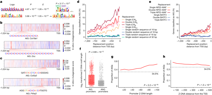 AIRE relies on Z-DNA to flag gene targets for thymic T cell tolerization - Vimarsana News