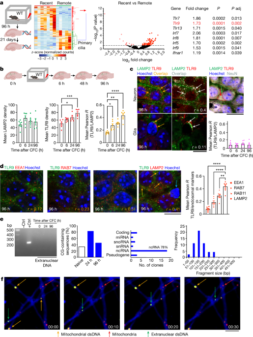 As hippocampal neurons respond to diverse types of information1, a subset assembles into microcircuits representing a memory2. Those neurons typically