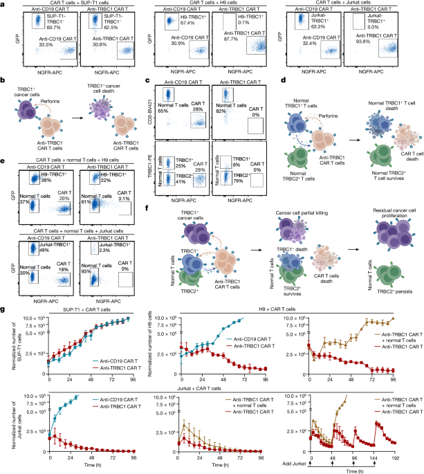 TRBC1-targeting antibody–drug conjugates for the treatment of T cell cancers - Nature