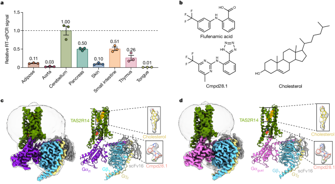 Bitter taste sensing is mediated by type 2 taste receptors (TAS2Rs (also known as T2Rs)), which represent a distinct class of G-protein-coupled recept