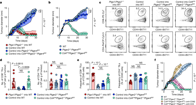 PGE2 limits effector expansion of tumour-infiltrating stem-like CD8+ T cells - Nature
