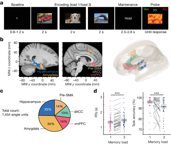 Retaining information in working memory is a demanding process that relies on cognitive control to protect memoranda-specific persistent activity from