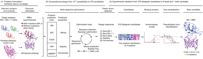 Computationally restoring the potency of a clinical antibody 