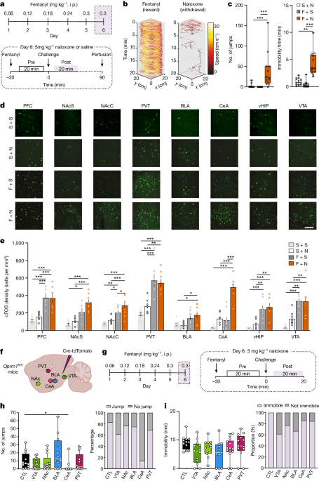 Distinct µ-opioid ensembles trigger positive and negative fentanyl reinforcement - Nature