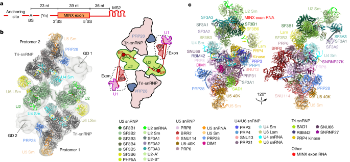 Structural insights into the cross-exon to cross-intron spliceosome switch - Nature
