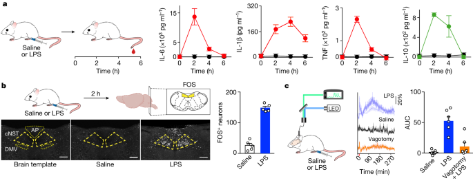 How the Brainstem Keeps Inflammation in Check
