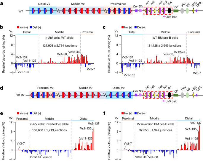 Molecular basis for differential Igk versus Igh V(D)J joining 