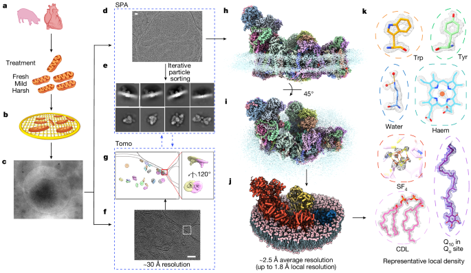 High-resolution in situ structures of mammalian respiratory supercomplexes - Nature