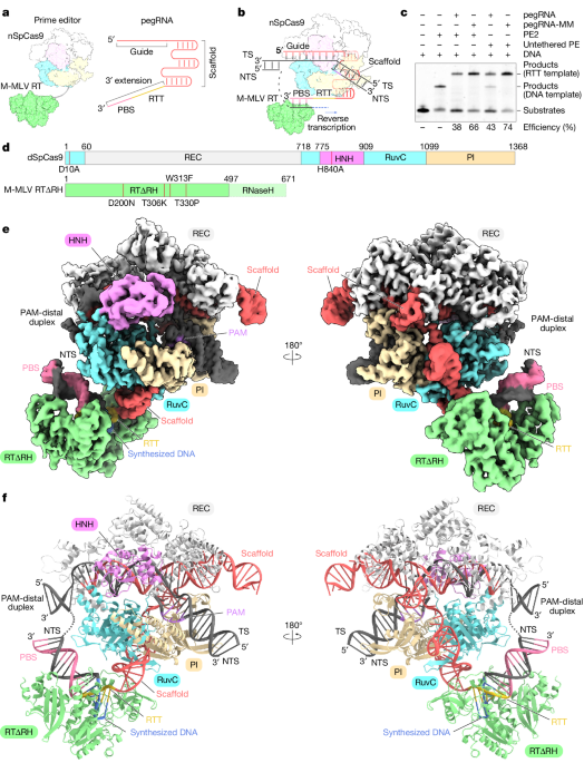 Structural basis for pegRNA-guided reverse transcription by a prime editor - Nature