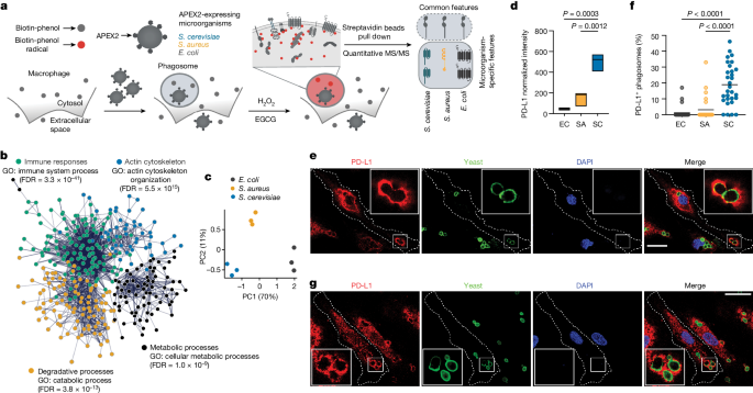 Profiling phagosome proteins identifies PD-L1 as a fungal-binding receptor - Nature