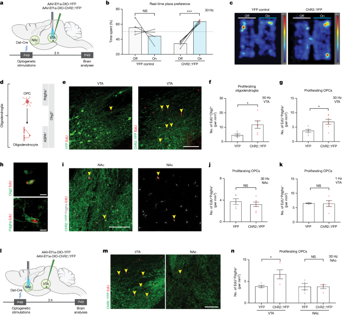 Myelin plasticity in the ventral tegmental area is required for opioid reward | Nature myelin-plasticity-in-the-ventral-tegmental-area-is-required-for-opioid-reward-nature