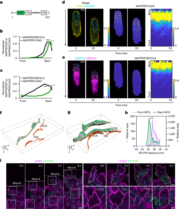 Endoplasmic reticulum–plasma membrane contact gradients direct cell migration