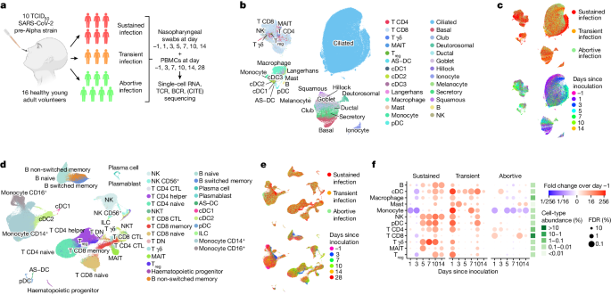 Human SARS-CoV-2 challenge uncovers local and systemic response dynamics - Nature