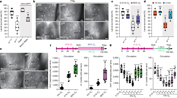 Drosophila immune cells transport oxygen through PPO2 protein 