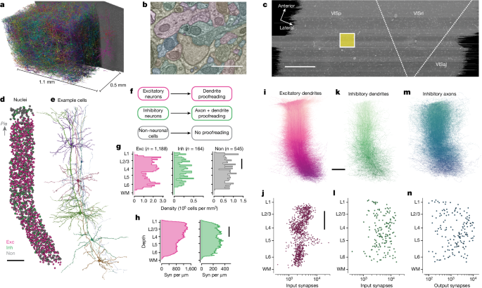 Inhibitory specificity from a connectomic census of mouse visual cortex - Nature