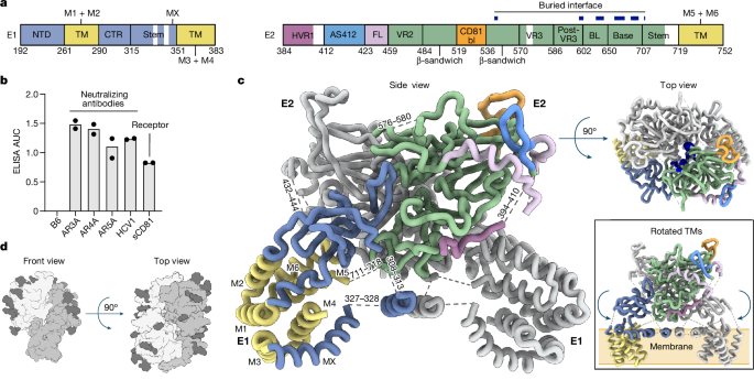 The hepatitis C virus envelope protein complex is a dimer of heterodimers - Nature