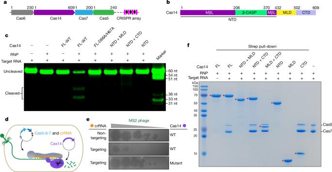 Structural basis for the activity of the type vii crispr–cas system