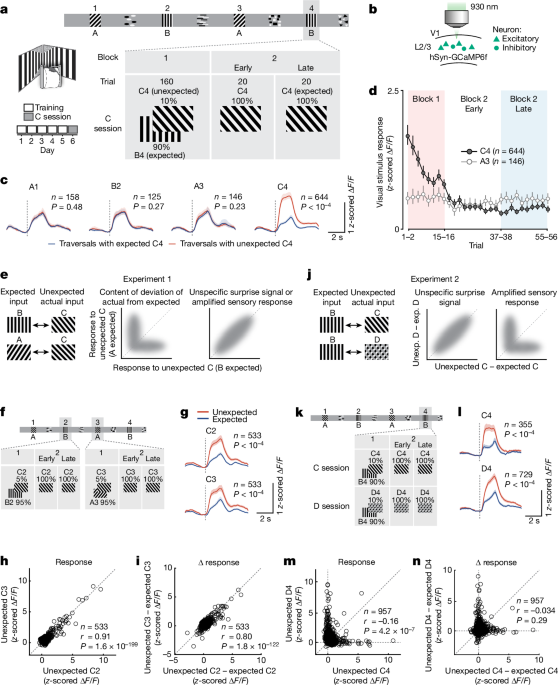 Cooperative thalamocortical circuit mechanism for sensory prediction errors - Nature