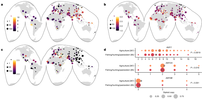 The adoption of agriculture triggered a rapid shift towards starch-rich diets in human populations1. Amylase genes facilitate starch digestion, and in