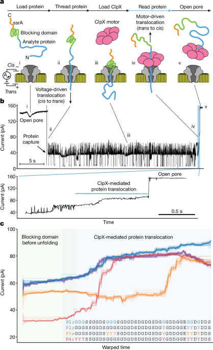 Multi-pass, single-molecule nanopore reading of long protein strands - Nature