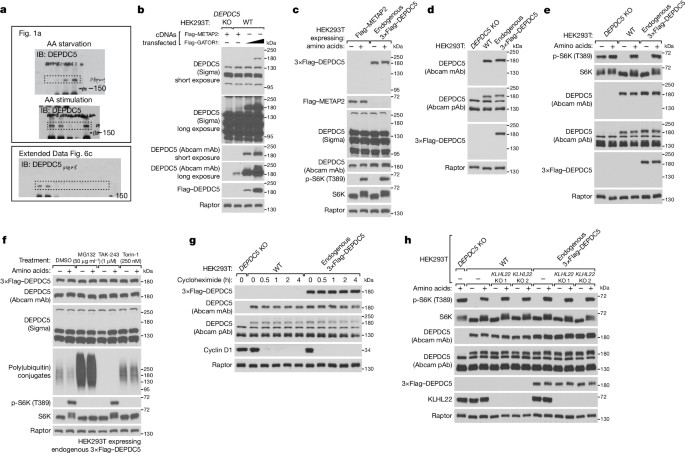 Amino acids and KLHL22 do not activate mTORC1 via DEPDC5 degradation
