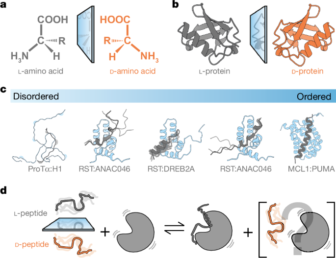 Stereochemistry in the disorder–order continuum of protein interactions