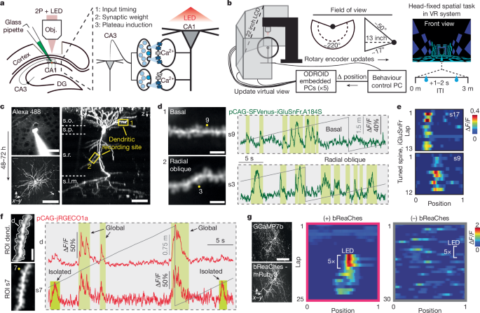 Figure from Nature article showing synaptic/feature-selectivity data